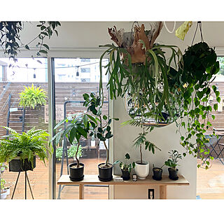 DIY/IKEA 照明/グリーンのある暮らし/グリーンのある生活/植物のある暮らし...などのインテリア実例 - 2023-01-15 12:31:41