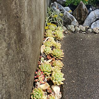 玄関/入り口/小さな庭/多肉いろいろ/多肉植物/多肉地植えにトライのインテリア実例 - 2023-04-02 11:49:12