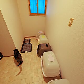 部屋全体/小さなお部屋/ねこ/猫と暮らす家/ねこトイレ...などのインテリア実例 - 2024-03-27 18:18:44