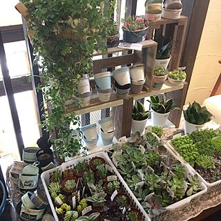 棚/多肉植物寄せ植え/フォローありがとうございます☆/jardinet/FB→jardinetジャルディネ...などのインテリア実例 - 2017-05-24 21:31:53