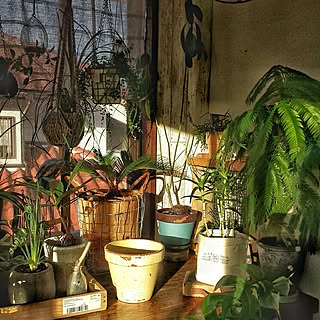 部屋全体/greenfingers/JUNK/【植中毒】/NO GREEN NO LIFE...などのインテリア実例 - 2016-10-11 07:44:54