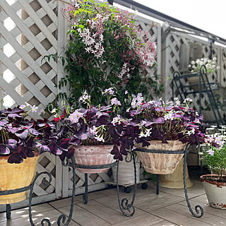 紫の舞のインテリア実例 Roomclip ルームクリップ