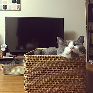 無印良品 かご/ねこのいる日常/ねこインテリア/ねこと暮らす/ねこのいる風景...などのインテリア実例 - 2017-05-21 02:32:29