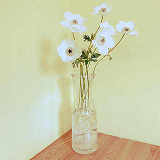 アネモネ 花のある暮らしのインテリア実例 Roomclip ルームクリップ アネモネ 花のある暮らしのインテリア実例 Roomclip ルームクリップ