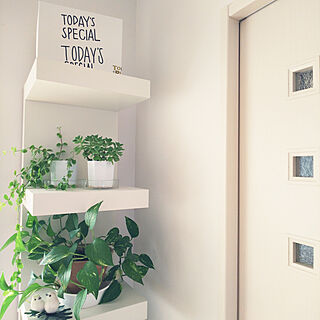 棚/TODAY'S SPECIAL/IKEA/お気に入り/観葉植物のインテリア実例 - 2019-03-02 08:43:04