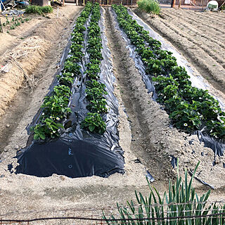 野菜はかわなくてもいいです/実家の畑！/苺畑(^^)/皆さんに感謝！/いいね！に感謝！...などのインテリア実例 - 2019-04-11 12:50:14