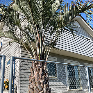 ココスヤシ/カリフォルニアインテリアに憧れる/カリフォルニアスタイル/マリンランプ/観葉植物...などのインテリア実例 - 2021-05-21 10:02:52