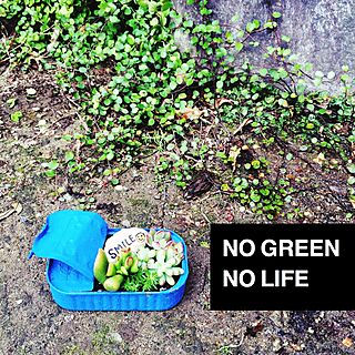 セダム/NO GREEN NO LIFE/多肉植物/リメ缶/寄せ植え...などのインテリア実例 - 2014-11-07 10:09:30