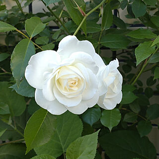 玄関/入り口/薔薇　つるアイスバーグ/可憐な白薔薇♡/香りも良いですよ♪/4.5m伸びます...などのインテリア実例 - 2022-05-05 07:31:11