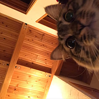 ベッド周り/天井が好き/里山/ねこ/猫...などのインテリア実例 - 2017-12-06 06:24:33