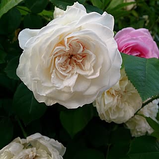 玄関/入り口/薔薇がインテリア/薔薇/植物/薔薇のアーチ...などのインテリア実例 - 2015-05-17 08:07:14