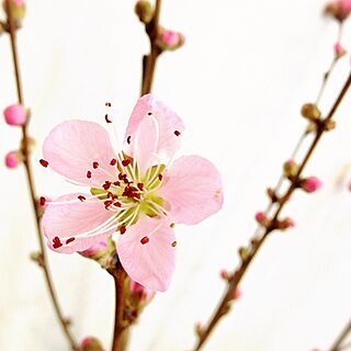 机/桃の花のインテリア実例 - 2014-02-28 21:21:14
