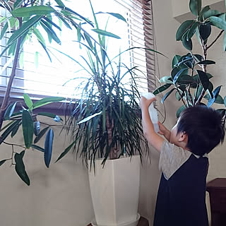 リビング/観葉植物/観葉植物のある暮らし/葉水/ドラセナコンシンネ...などのインテリア実例 - 2018-06-19 07:37:32