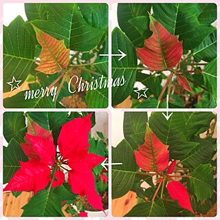 ベッド周り/ポインセチア♡/植物/クリスマスのインテリア実例 - 2015-12-25 11:57:33