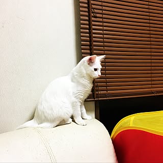 部屋全体/ねこと暮らす。/ペットと暮らす家/ねこ部/ねこのいる日常...などのインテリア実例 - 2016-10-11 15:18:24