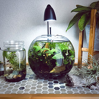 ボトルアクアリウム/ティランジア/エアプランツ/賃貸DIY/植物のある暮らし...などのインテリア実例 - 2021-10-15 17:51:08