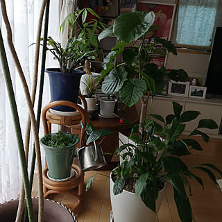 部屋全体/観葉植物/観葉植物のある暮らし/ウンベラ―タ/初心者です...などのインテリア実例 - 2019-04-30 09:48:59