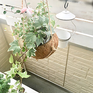 部屋全体/植木鉢/ウッドフェンス/模様替え中/テキトーDIＹ...などのインテリア実例 - 2018-05-23 18:29:09