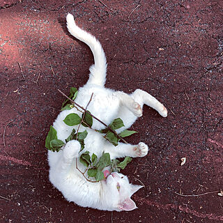 葉っぱ好き♡/愛猫/ねこのいる日常/猫のいる日常/白猫...などのインテリア実例 - 2022-06-17 17:05:31