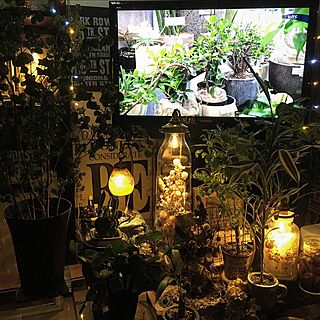 テレビ/フラワーボトルライト/植物/indoorjungle/植物と暮らす毎日...などのインテリア実例 - 2016-11-24 05:11:12