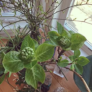 リビング/芽出し紫陽花/花に囲まれて暮らしたい/花のある暮らし/植物のある暮らしのインテリア実例 - 2017-03-04 16:21:29