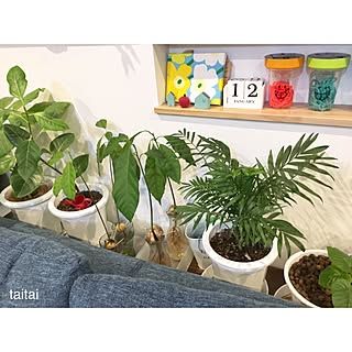 机/観葉植物のある部屋/グリーンのある生活/万年カレンダー/L字ソファ...などのインテリア実例 - 2017-01-12 20:37:23