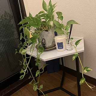 かざり棚/こどものいる暮らし/観葉植物/大理石/アロマキャンドル...などのインテリア実例 - 2021-08-28 23:34:44