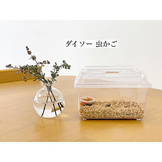 観葉植物のある暮らし/シンプルインテリア/ペットとの暮らし/IKEA/楽天roomやってます...などのインテリア実例 - 2019-06-30 23:18:40