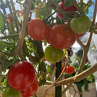 二月のベランダから/トマトまだ採れる/溢れ種から出たトマト栽培中/癒し/好きな風景...などのインテリア実例 - 2023-02-25 08:46:15