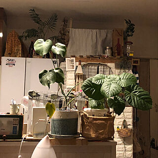 壁/天井/パントリーDIY/観葉植物のインテリア実例 - 2019-02-16 22:16:08