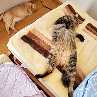 ベッド周り/ねこと暮らす/ねこのいる日常/猫ばかりごめんなさい/猫と暮らすインテリア...などのインテリア実例 - 2021-08-10 18:38:43