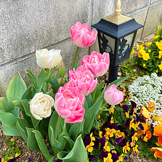 玄関アプローチ/お庭が大好き/お庭のある暮らし/お花のある暮らし/ちいさなお庭...などのインテリア実例 - 2020-04-18 07:59:31