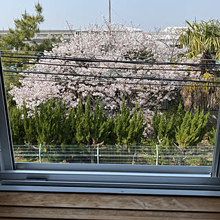 借景の桜/コメントお気遣いなく♡/押し逃げばかりでごめんなさい/いいね！ありがとうございます♪/下手くそpic...などのインテリア実例 - 2020-04-08 14:44:29