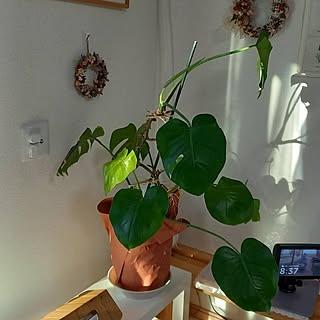 観葉植物のある暮らし/ごちゃごちゃ好き/造作棚/プチプラが好き/カゴが好き♡...などのインテリア実例 - 2023-06-26 16:49:30