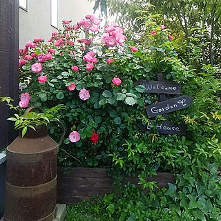 玄関/入り口/アンジェラ/バラ大好き♡/バラの庭/おはようございます♡のインテリア実例 - 2017-05-15 08:37:15