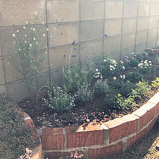 素敵な花壇にしたい/素敵な庭にしたい/成長が楽しみ♬/可愛いお花達❁⃘*.ﾟ/難しい…...などのインテリア実例 - 2020-02-14 15:04:47