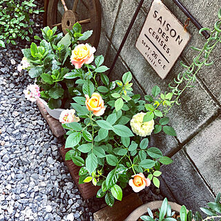 癒しをありがとう/お花のある暮らし/ガーデニング 初心者/バラのある庭/バラが好き...などのインテリア実例 - 2020-07-29 15:29:27
