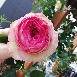 玄関/入り口/薔薇/バラ/ミニ薔薇/ミニバラ...などのインテリア実例 - 2023-04-22 11:22:28