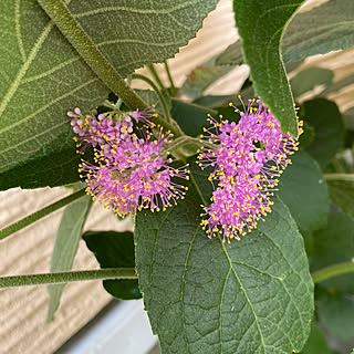 紫式部中吉小吉/庭造り/みどりのある暮らし/ガーデニングが好き/植物...などのインテリア実例 - 2023-05-29 00:03:14