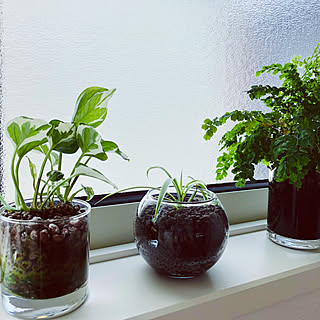 セラミス栽培のインテリア実例 Roomclip ルームクリップ