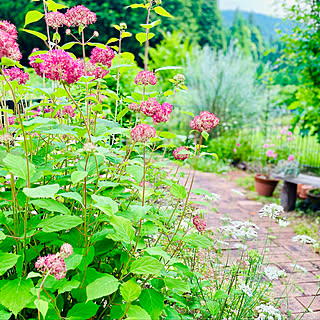 花に元気をもらう❁*./アナベルピンク/紫陽花/田舎暮らし+ﾟ*/山の上の家...などのインテリア実例 - 2022-06-19 16:04:46