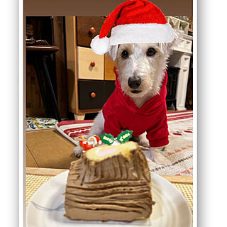 ジャックラッセルテリアのいる家/今日は、ケビンとクリスマス会/犬用ケーキ/ジャックラッセルテリア/クリスマスのインテリア実例 - 2022-12-26 07:45:39