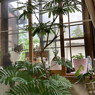 ねこと暮らす/カフェ風/北欧/窓際のグリーン/観葉植物...などのインテリア実例 - 2021-08-07 00:32:35