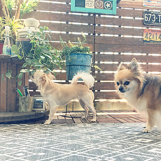 ベランダと犬/DIY/観葉植物/部屋全体のインテリア実例 - 2021-06-14 12:46:11