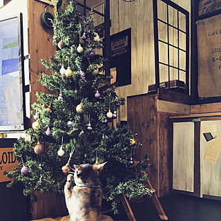 壁/天井/クリスマスまでもつかなww笑/猫氏の餌食/クリスマスツリー/クリスマスツリー150cm...などのインテリア実例 - 2017-11-19 10:56:08