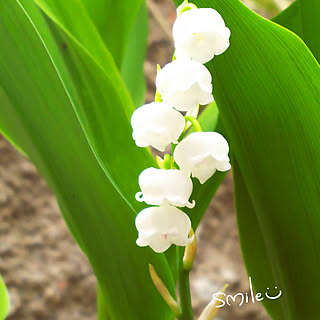 ベッド周り/ベッド周りではありません/お花が大好き( ´͈ ᗨ `͈ )◞❀/お花に癒されるᙏ̤̫͚ᙏ̤̫͚/コロナが1日も早く終息しますように...などのインテリア実例 - 2020-05-03 11:17:41