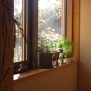 壁/天井/窓枠/窓際の風景/グリーンのある暮らし/観葉植物のインテリア実例 - 2015-12-01 20:59:37