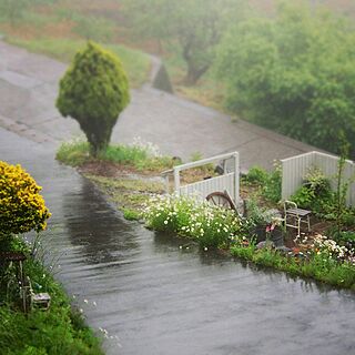 ベッド周り/庭/田舎暮らし/今日の庭/花のある暮らし...などのインテリア実例 - 2017-05-25 08:28:33