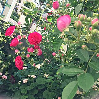 玄関/入り口/庭/花/花のある暮らし/花のある生活のインテリア実例 - 2017-06-27 12:36:17