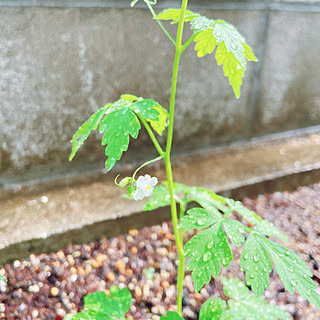 訂正してお詫び申し上げます/さくらんぼかと思いきや…/フウセンカズラ/お庭が大好き/お庭のある暮らし...などのインテリア実例 - 2020-08-04 15:49:24